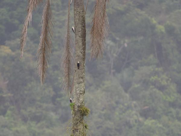 Witte specht (Melanerpes candidus)